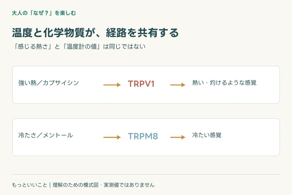 カプサイシンが働きかける受容体に関わる仕組みを整理した図