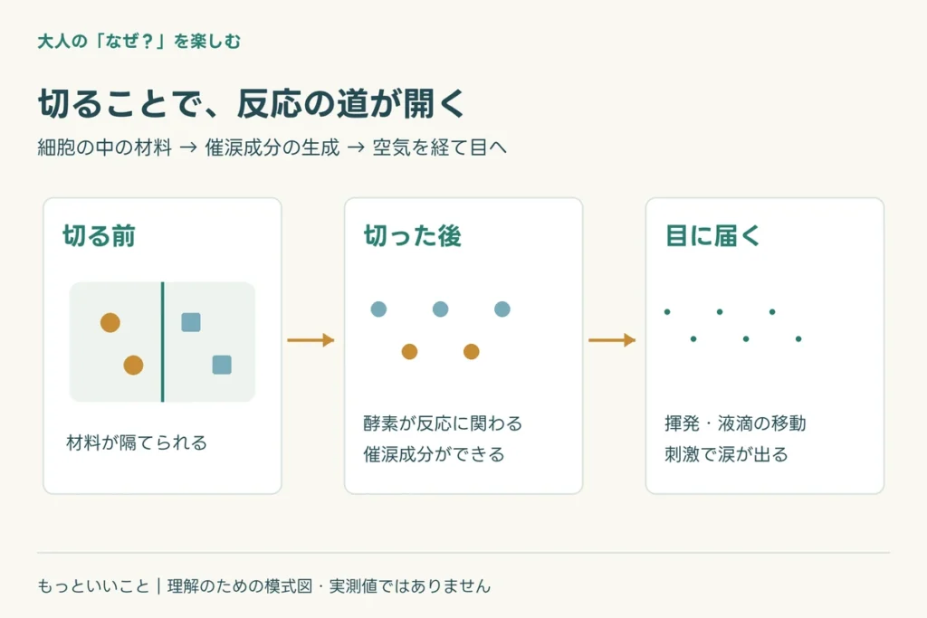 香りを作る道と、涙を誘う道に関わる仕組みを整理した図