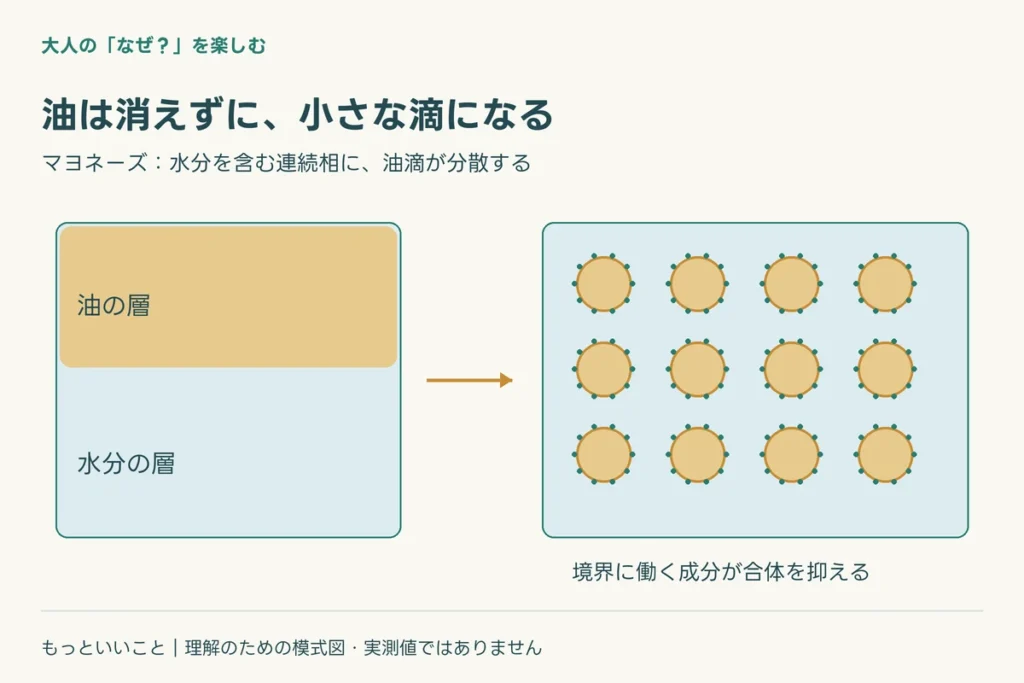 泡立て器は、油を細かく分けているに関わる仕組みを整理した図