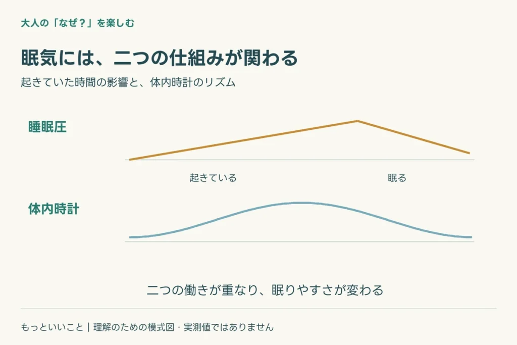 体内時計は、時刻に応じたリズムを作るに関わる仕組みを整理した図