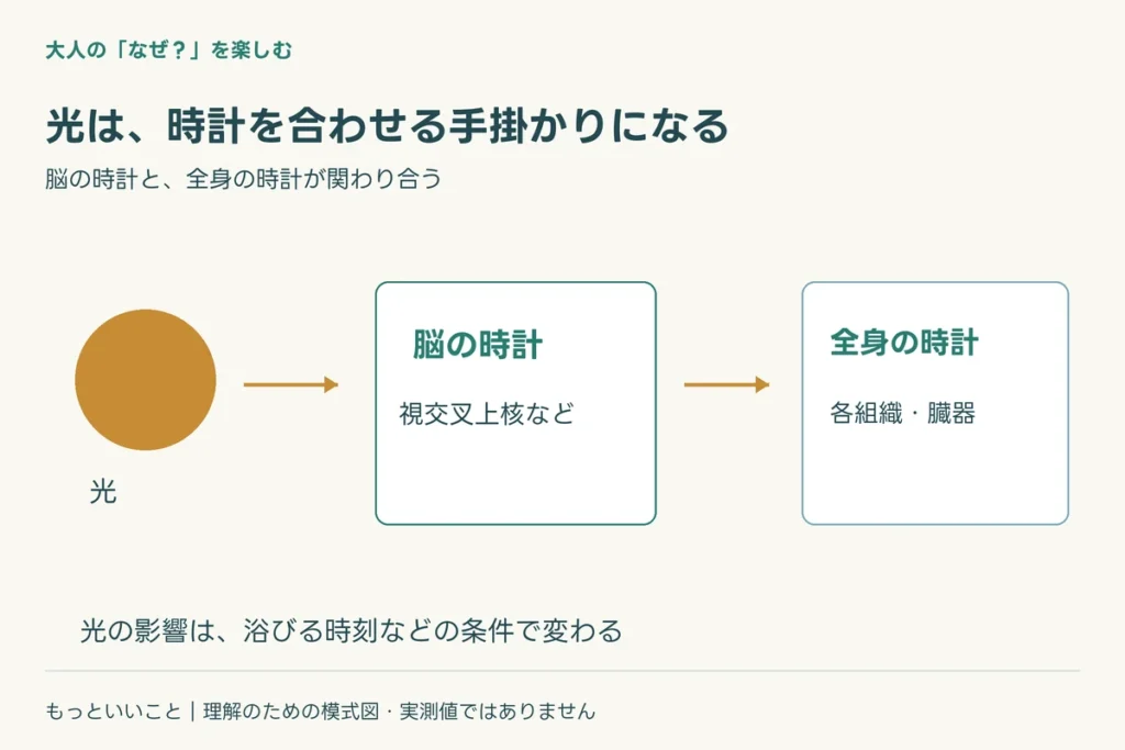 脳の時計と、全身の時計に関わる仕組みを整理した図