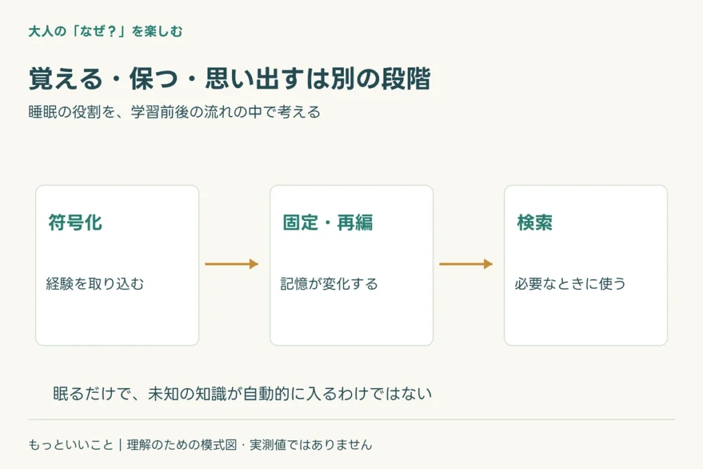 睡眠中に、学習に関わる活動が再び現れるに関わる仕組みを整理した図