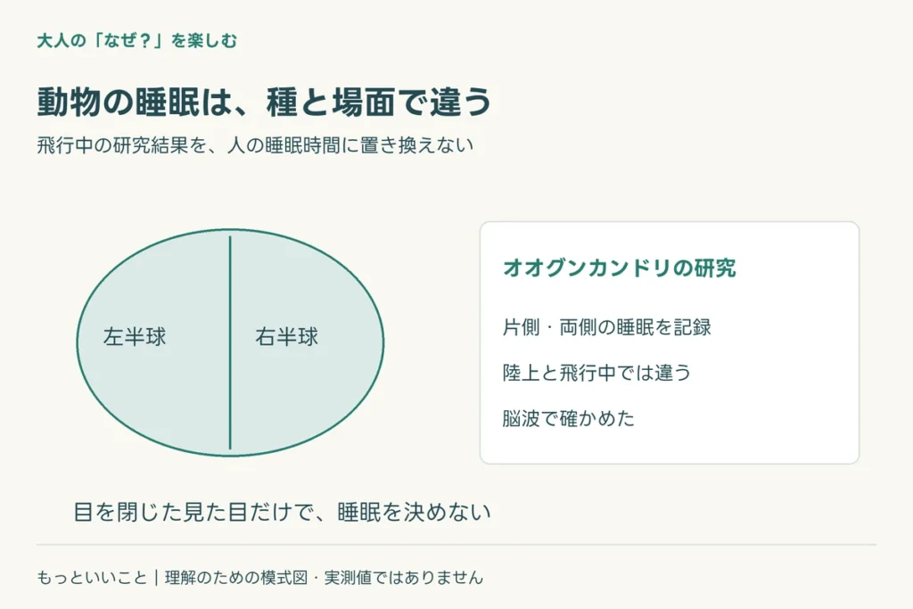 グンカンドリの頭に、小さな記録装置を付けるに関わる仕組みを整理した図