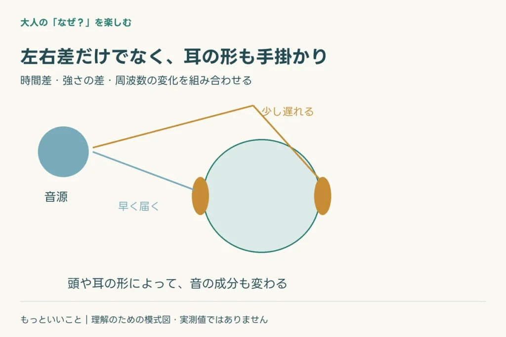 音の大きさも、左右で違うに関わる仕組みを整理した図