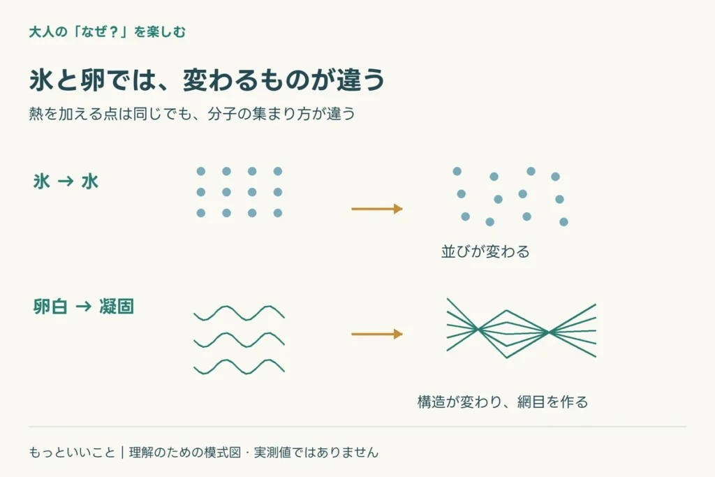 たんぱく質は、長い鎖を折りたたんだものに関わる仕組みを整理した図