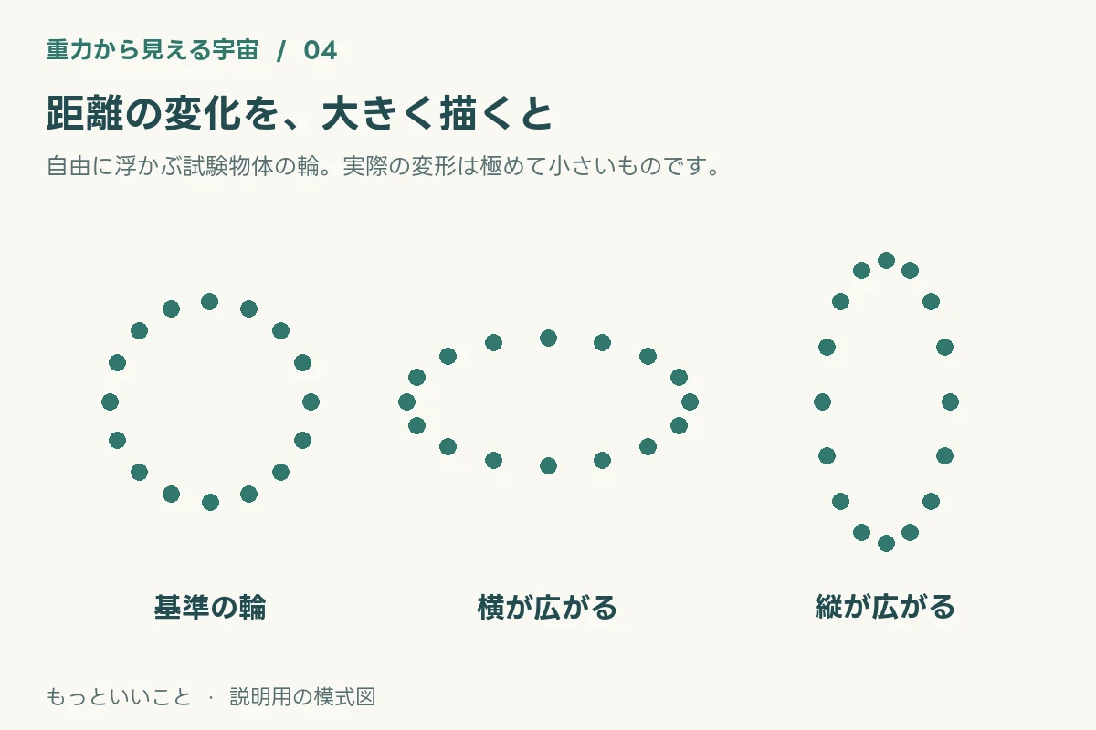 試験物体の輪が重力波で横長と縦長に変わる概念図。変形は誇張している。